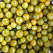 Green Gold Cherry Tomato
