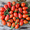 Gunilla’s Ministar Cherry Tomato