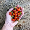 Gunilla’s Ministar Cherry Tomato