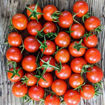 Mei Wei Cherry Tomato