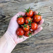 Mei Wei Cherry Tomato