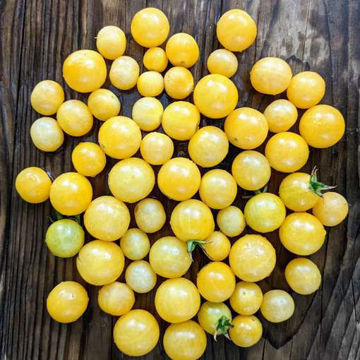 Lumos Cherry Tomato Lumos Cherry Tomato