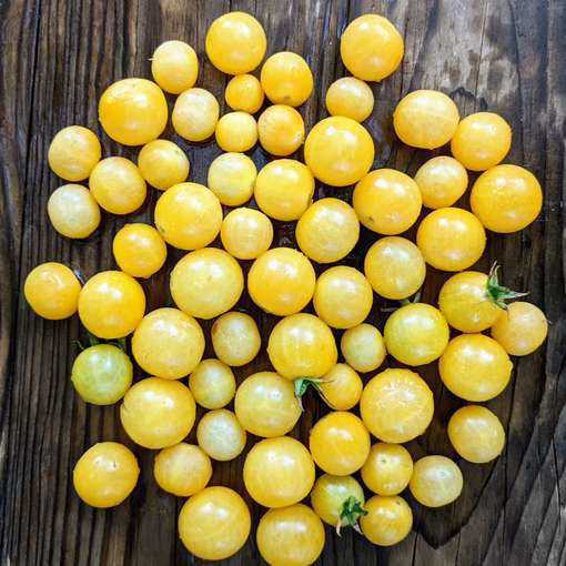 Lumos Cherry Tomato