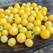 Lumos Cherry Tomato