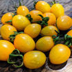 Orange Keyes #1 – Oval Cherry Tomato