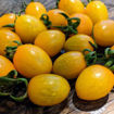 Orange Keyes #1 – Oval Cherry Tomato