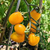 Orange Keyes #1 – Oval Cherry Tomato