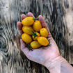 Orange Keyes #2 – Pointy Cherry Tomato