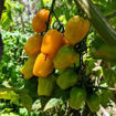 Orange Keyes #3 – Ribbed Cherry Tomato