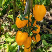 Orange Keyes #3 – Ribbed Cherry Tomato