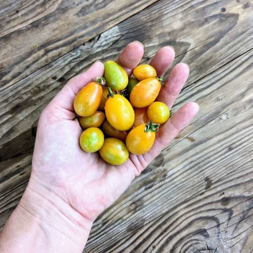 Submarine Blush Cherry Tomato