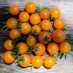 You Can’t, You Won’t, and You Don’t Stop - Orange Cherry Tomato