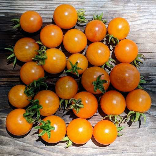 You Can’t, You Won’t, and You Don’t Stop - Orange Cherry Tomato