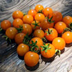 You Can’t, You Won’t, and You Don’t Stop - Orange Cherry Tomato