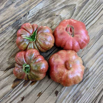 Barnacle Tomato Barnacle Tomato