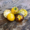 Blue Canary Tomato
