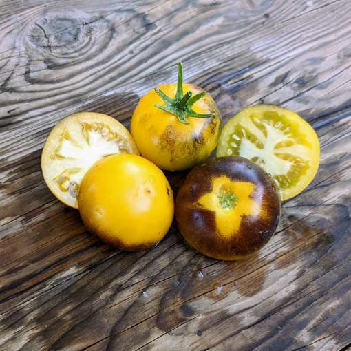 Blue Canary Tomato