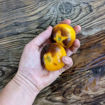 Blue Canary Tomato