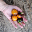Blue Orange Purple Striped Tomato