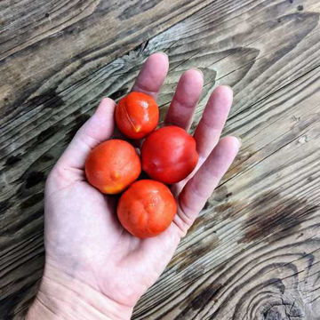 Davis UC 82 Tomato Davis UC 82 Tomato