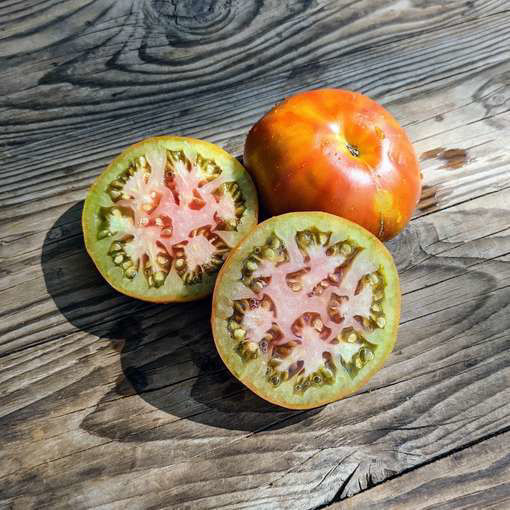 Golova Negra Tomato