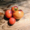 H34 Rose, ‘Soeur des Coeurs’ Tomato