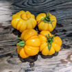 Jaune Cotelee de Montlouis Tomato