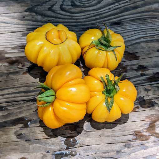 Jaune Cotelee de Montlouis Tomato