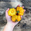 Jaune Cotelee de Montlouis Tomato