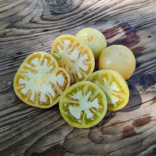 Lotus Tomato