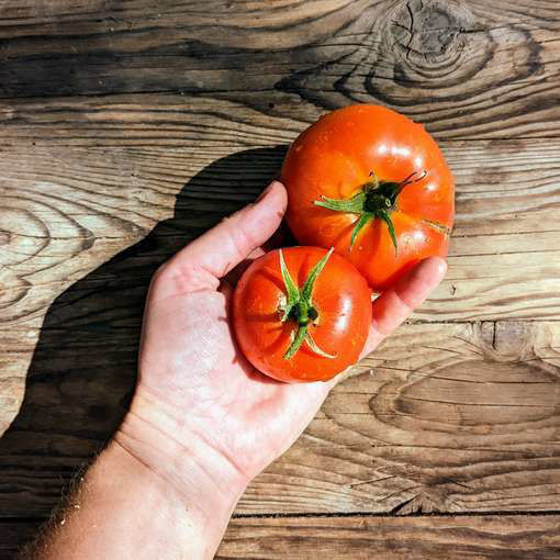 Meteora Tomato-Meraki Seeds