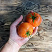 Meteora Tomato