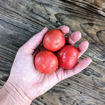 Mikado Violettor Tomato