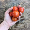 High Carotene Tomato