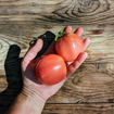 Perestroika Tomato