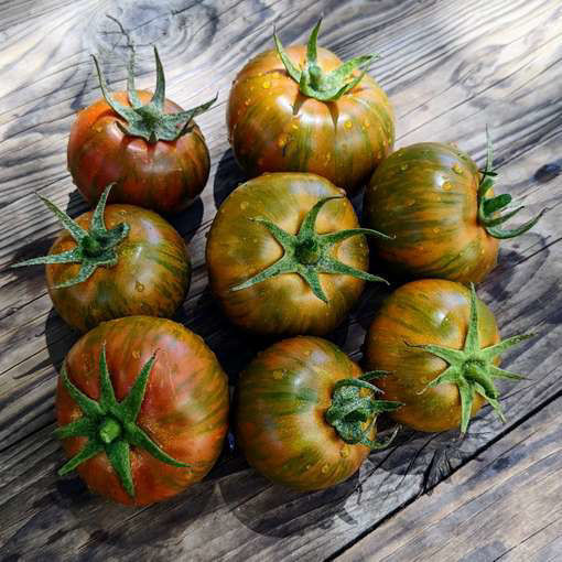 Reinhard's Black Zebra Tomato