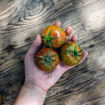 Reinhard's Black Zebra Tomato