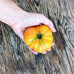 Armenian Beefsteak Tomato