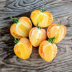 Amish Yellowish Orange Oxheart Beefsteak Tomato