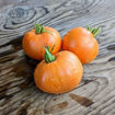 Amish Yellowish Orange Oxheart Beefsteak Tomato