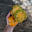 Aunt Gertie’s Gold Beefsteak Tomato