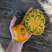 Aunt Gertie’s Gold Beefsteak Tomato