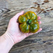 Malachite Box Beefsteak Tomato