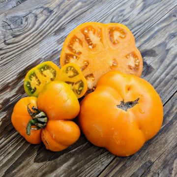 Brandywine Orange Beefsteak Tomato Brandywine Orange Beefsteak Tomato