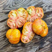 Alice's Dream Beefsteak Tomato