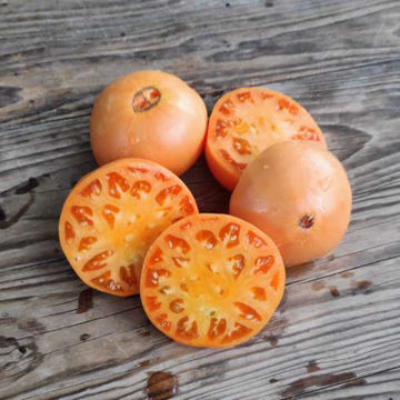 Amish Orange Sherbet Beefsteak Tomato Amish Orange Sherbet Beefsteak Tomato