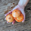 Amish Orange Sherbet Beefsteak Tomato
