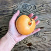 Amish Orange Sherbet Beefsteak Tomato