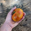 Beefy Red Beefsteak Tomato