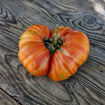Beefy Red Beefsteak Tomato
